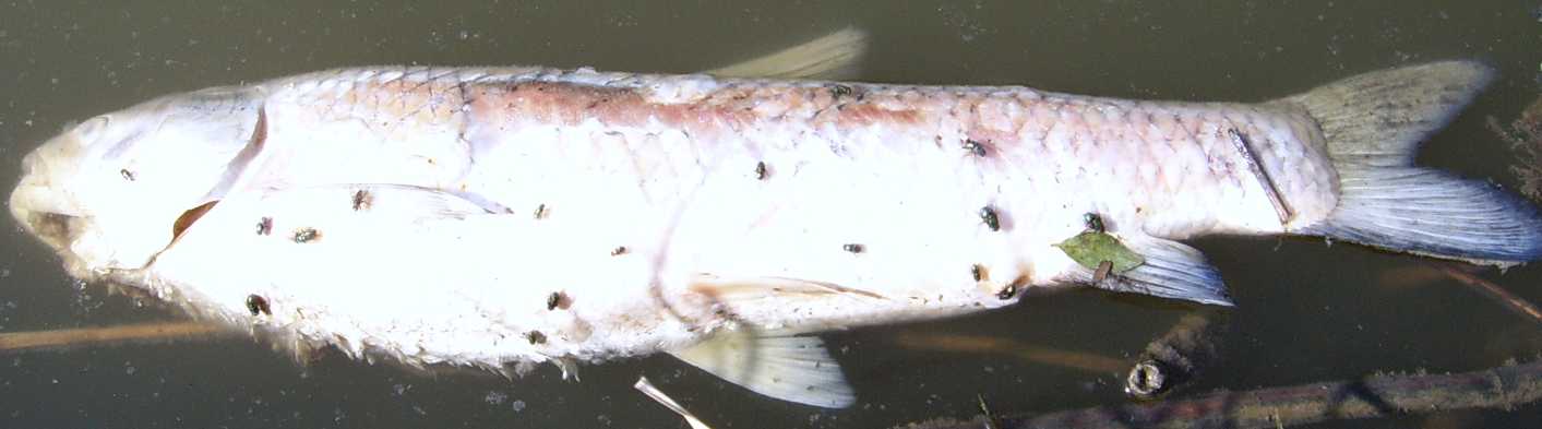 Pesci ungheresi da identificare